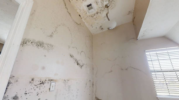 Best Real Estate Mold Inspection  in Camp Croft, SC