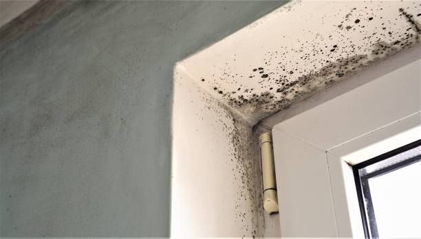 Best HVAC Mold Inspection and Cleaning  in Camp Croft, SC