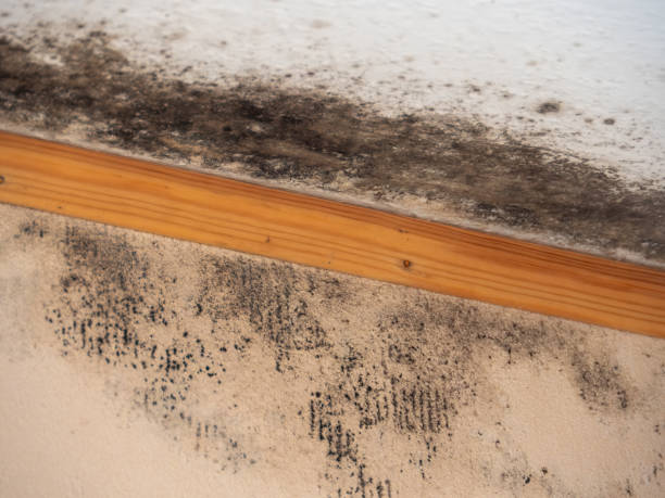Best Post-Construction Mold Inspection  in Camp Croft, SC