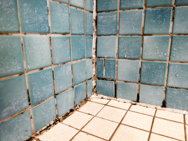 Best Basement Mold Removal  in Camp Croft, SC