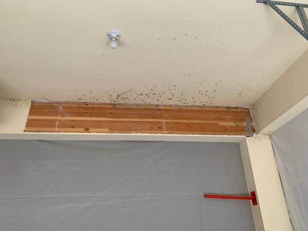 Best Mold Documentation for Insurance Claims  in Camp Croft, SC