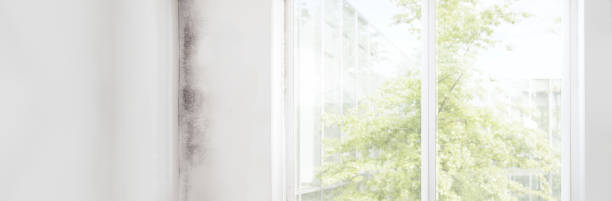 Best Mold Remediation for Healthcare Facilities  in Camp Croft, SC