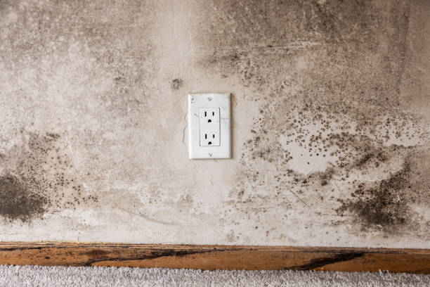  Camp Croft, SC Mold Removal Pros
