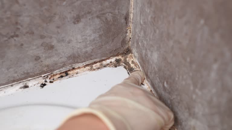 Reliable Camp Croft, SC Mold Removal Solutions