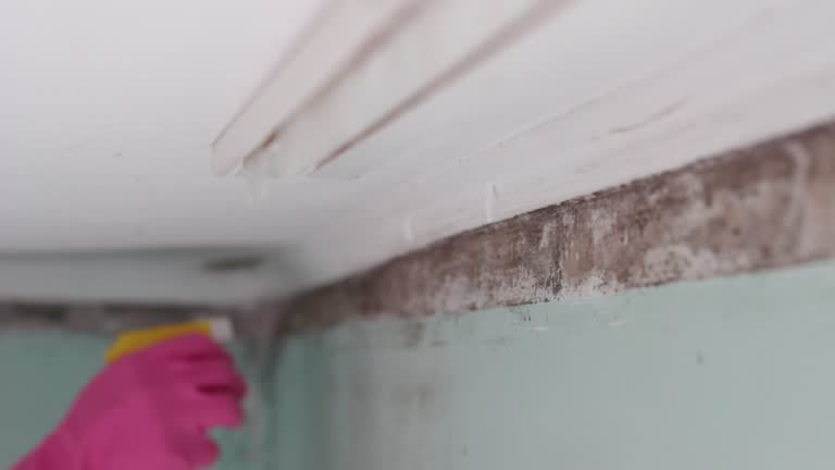 Best Attic Mold Removal  in Camp Croft, SC